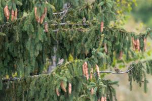 Click to view this image in a large viewer