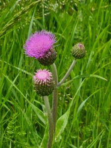 Click to view this image in a large viewer