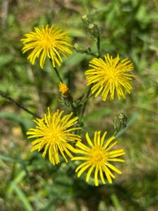 Click to view this image in a large viewer