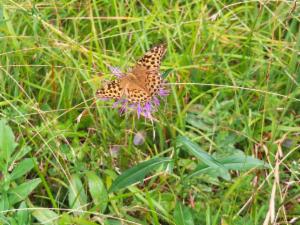 Click to view this image in a large viewer