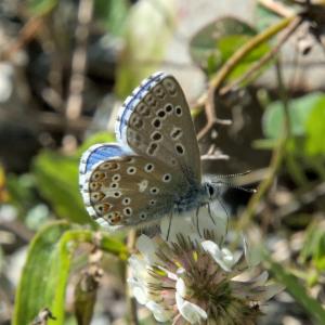 Click to view this image in a large viewer