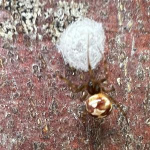 Click to view this image in a large viewer