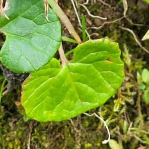 Click to view this image in a large viewer