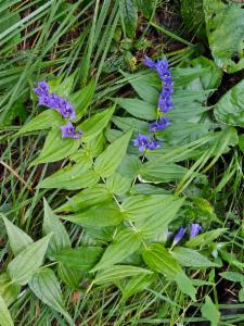 Click to view this image in a large viewer