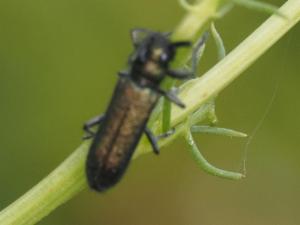 Click to view this image in a large viewer