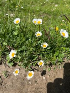 Click to view this image in a large viewer