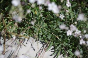 Click to view this image in a large viewer