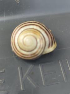 Click to view this image in a large viewer