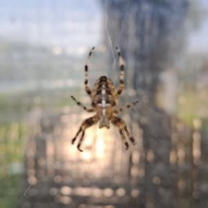 Click to view this image in a large viewer