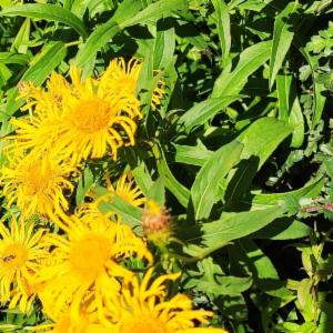 Click to view this image in a large viewer