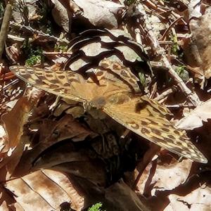 Click to view this image in a large viewer