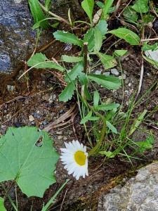 Click to view this image in a large viewer