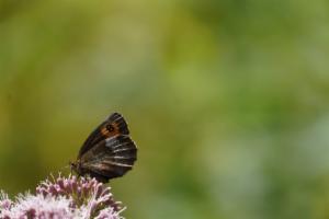 Click to view this image in a large viewer