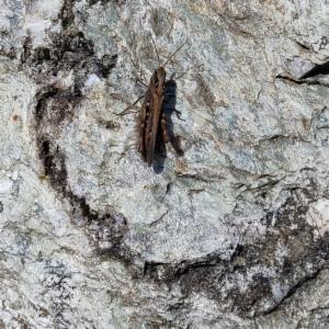 Click to view this image in a large viewer