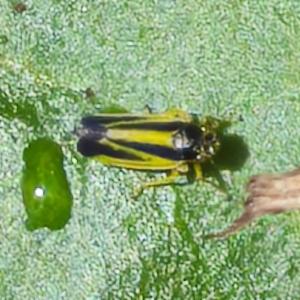 Click to view this image in a large viewer