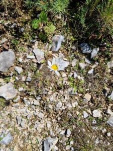 Click to view this image in a large viewer