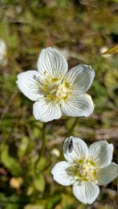 Click to view this image in a large viewer