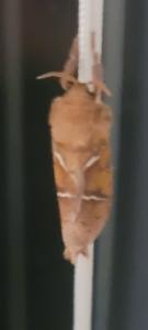 Click to view this image in a large viewer