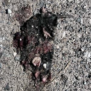 Click to view this image in a large viewer