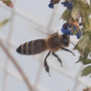 Click to view this image in a large viewer