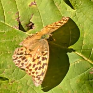 Click to view this image in a large viewer