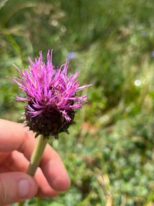 Click to view this image in a large viewer