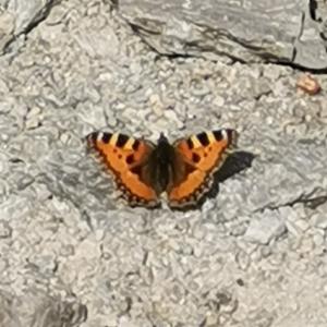 Click to view this image in a large viewer