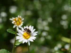 Click to view this image in a large viewer