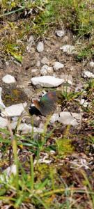 Click to view this image in a large viewer