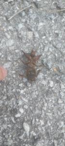 Click to view this image in a large viewer