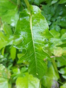 Click to view this image in a large viewer