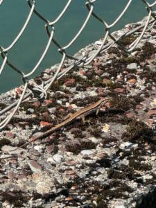 Click to view this image in a large viewer