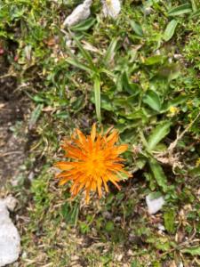 Click to view this image in a large viewer