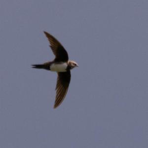 Click to view this image in a large viewer