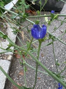 Click to view this image in a large viewer