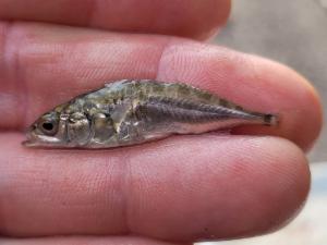 Click to view this image in a large viewer