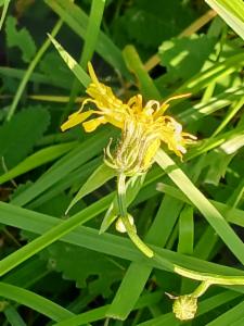 Click to view this image in a large viewer