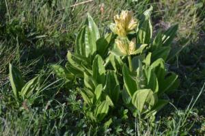 Click to view this image in a large viewer