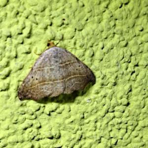 Click to view this image in a large viewer