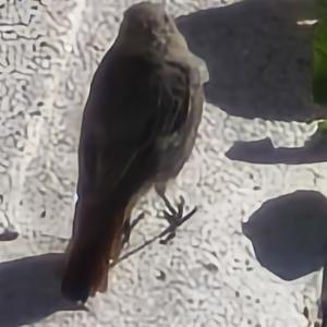 Click to view this image in a large viewer