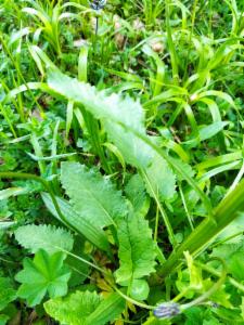 Click to view this image in a large viewer