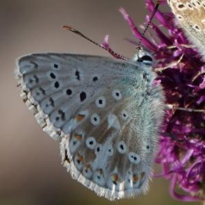 Click to view this image in a large viewer