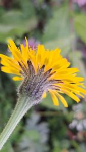 Click to view this image in a large viewer