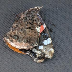 Click to view this image in a large viewer