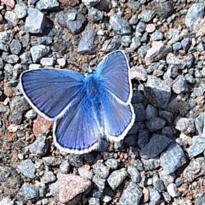 Click to view this image in a large viewer