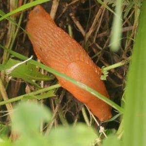 Click to view this image in a large viewer