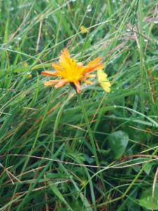 Click to view this image in a large viewer