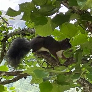 Click to view this image in a large viewer