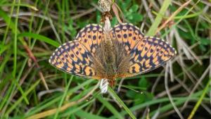 Click to view this image in a large viewer