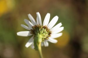 Click to view this image in a large viewer